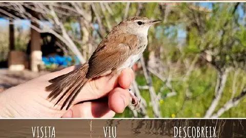 Jornada de anillamiento de aves en familia