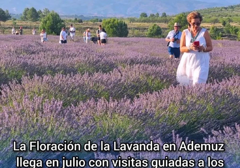 Lavendelmonat in Ademuz