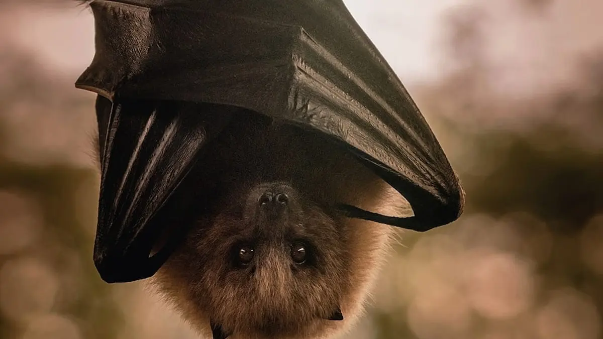 «Bat Night»: la noche de los murciélagos