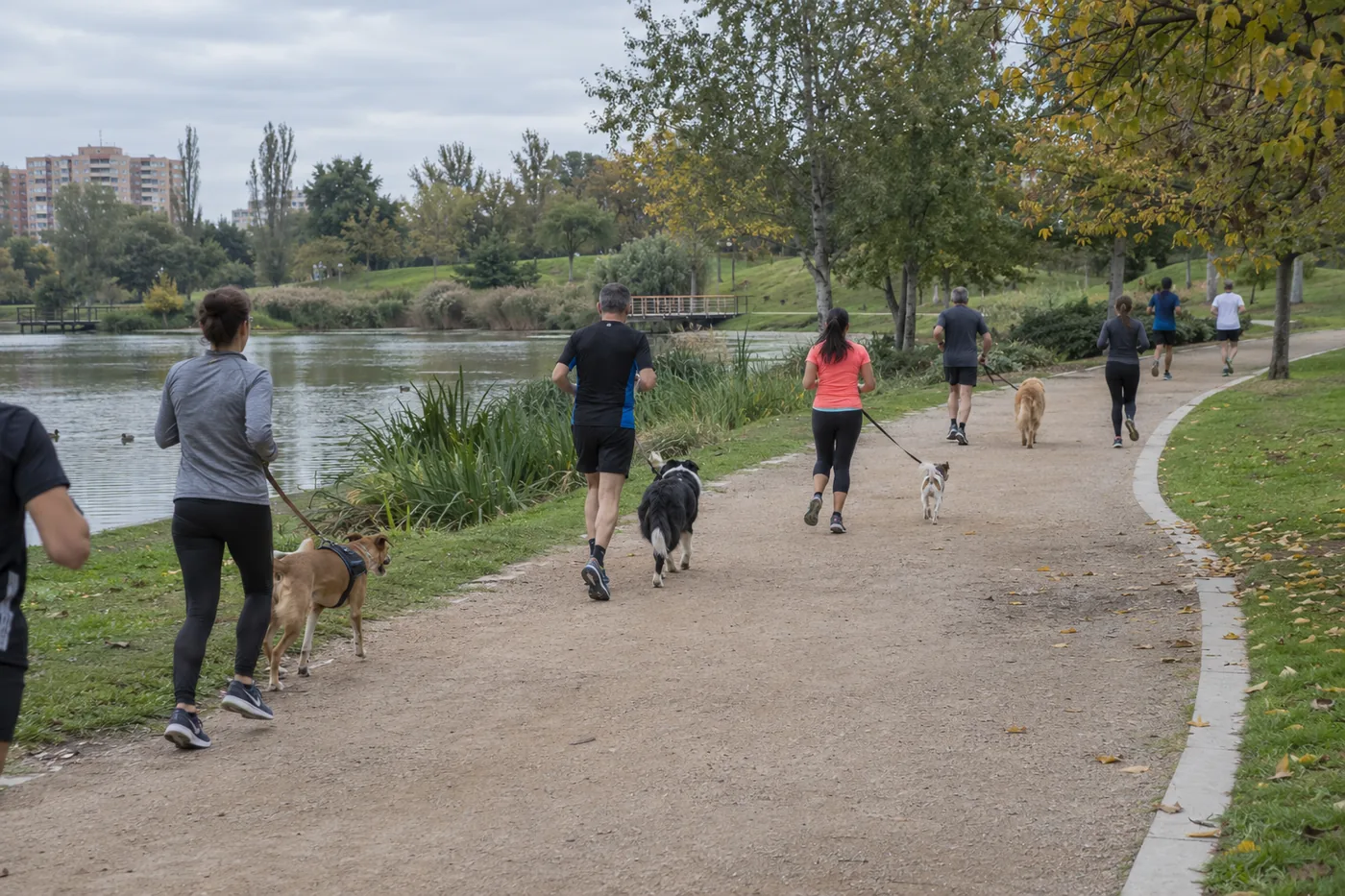 Dogfy Run Valencia