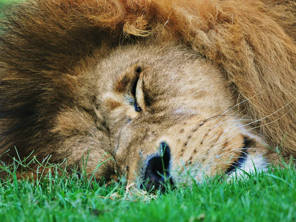 Bioparc València