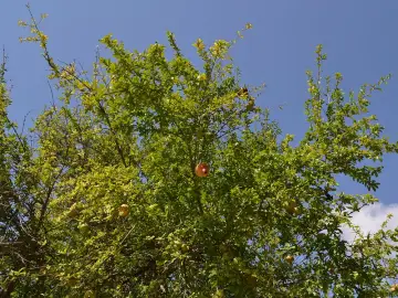 Parc de Benicalap